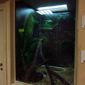 Burmese python exhibit