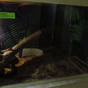 Cuban tree boa exhibit
