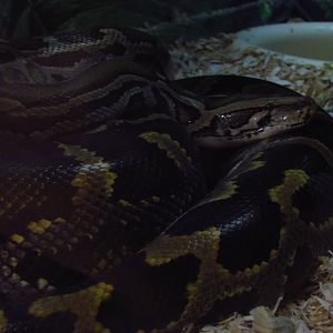 Burmese python