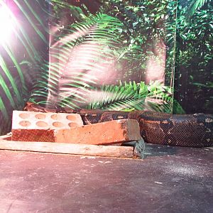 Boa constrictor with bricks