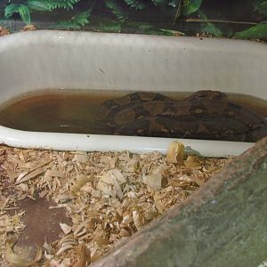 Boa constrictor in dirty water