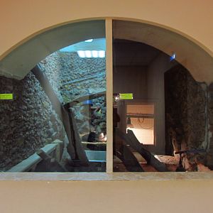 Burmese python exhibits