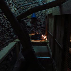 Burmese python exhibit