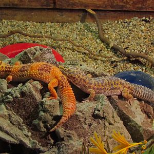 Leopard geckos
