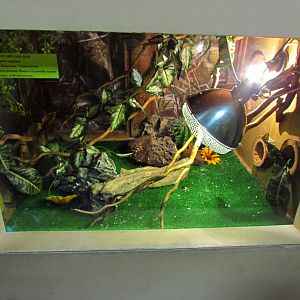Veiled chameleon exhibit