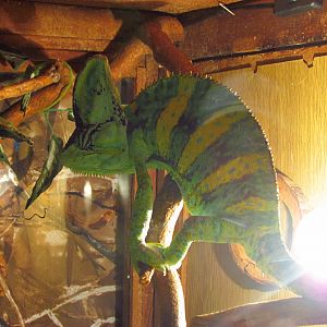 Veiled chameleon