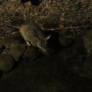 Malagasy Jumping Rat