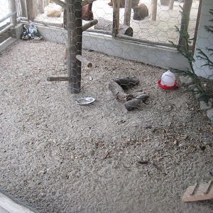 Ree Park - The farm - Chicken aviary