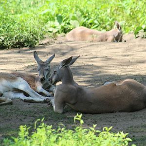 Red Kangaroos