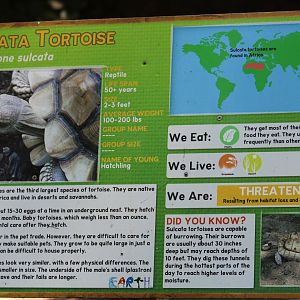 African Spurred Tortoise Signage
