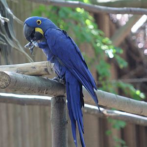 Hyacinth Macaw