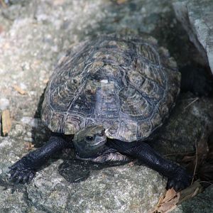 Japanese Pond Turtle