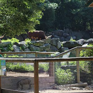 Southern Warthog Enclosure