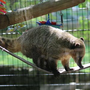South American Coati