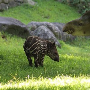 Brazilian Tapir Calf