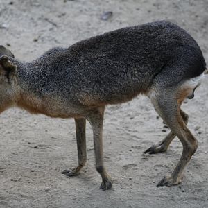 Patagonian Mara