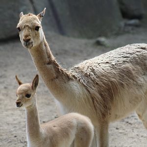 Vicuña
