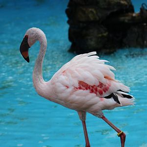 Lesser Flamingo