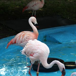 Lesser & Chilean Flamingos