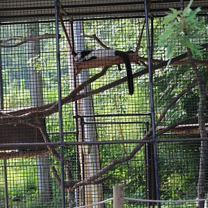 Black-and-White Ruffed Lemur Cage