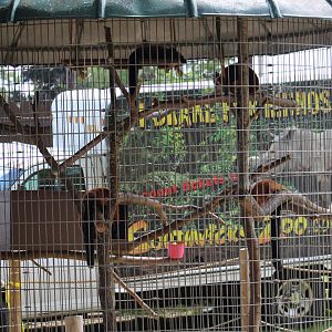 Red Ruffed Lemur Cage