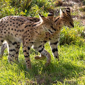 Serval : Hamerton : 23 Sep 2018