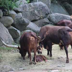 Ankole Cattle