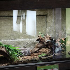 Common Boa Terrarium