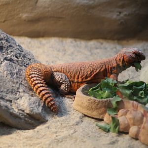 Geyr's Spiny-Tailed Lizard