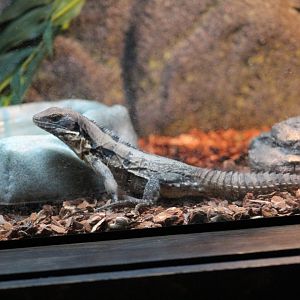 Five-Keeled Spiny-Tailed Iguana
