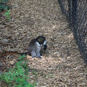 Escaped Guenon