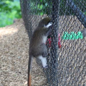 Escaped Guenon