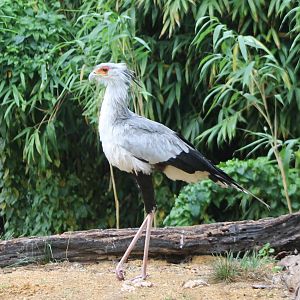Secretary bird