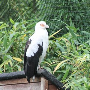 Palmnut vulture