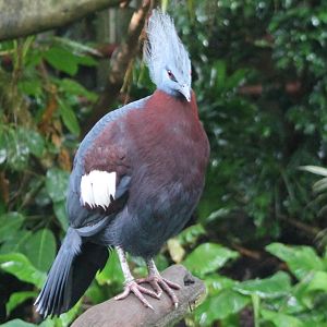 Red-breasted crowned pigeon
