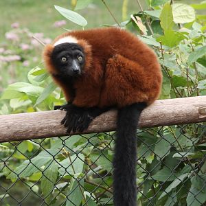 Red ruffed lemur