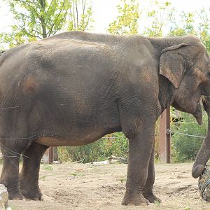 Asiatic elephant