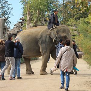 Elephant-riding between the public.......