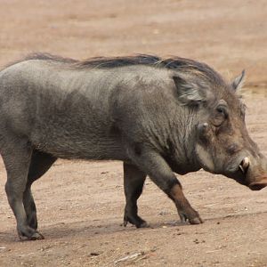 Wart hog