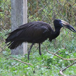 African openbill
