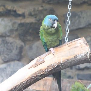 Blue-headed macaw