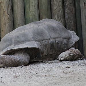 Aldabra Giant Tortoise