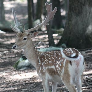 European Fallow Deer