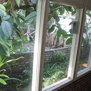 Enclosure Ophisaurus apodus