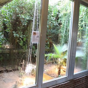 Enclosure Marginated tortoise