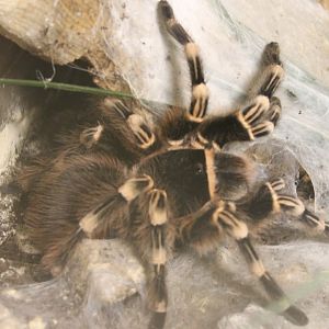 Acanthoscurria geniculata