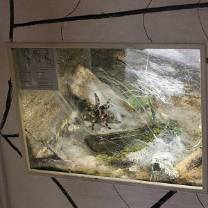 Enclosure Acanthoscurria geniculata