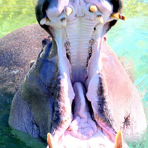 Hippopotamus; Pairi Daiza; 11th September 2018