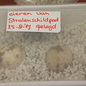 Eggs Radiated tortoise
