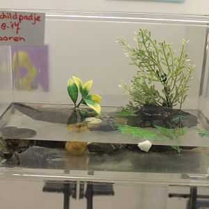 Raising-box Box turtle